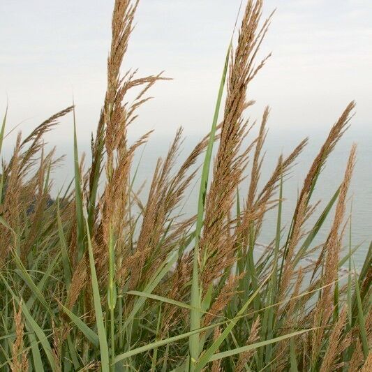 Arundo plinii Natur