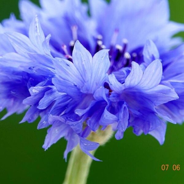 Centaurea cyanus Lorea