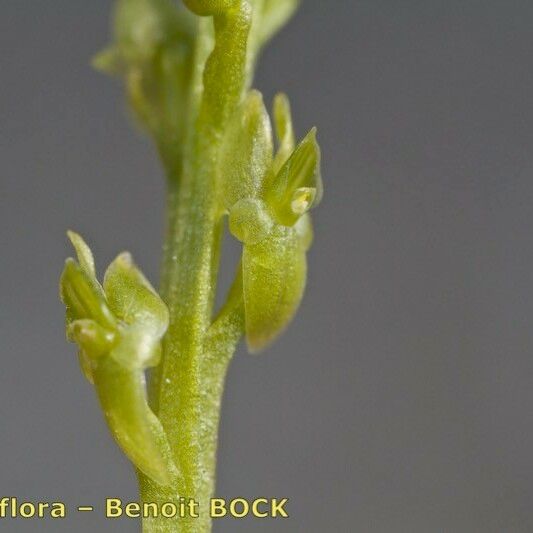 Hammarbya paludosa Blomma