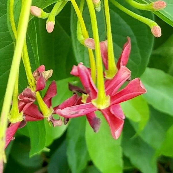 Combretum indicum Flower