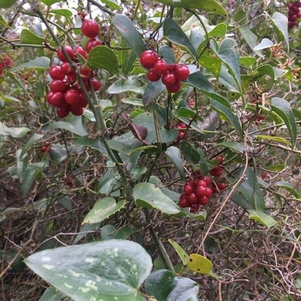 Smilax aspera Fruit