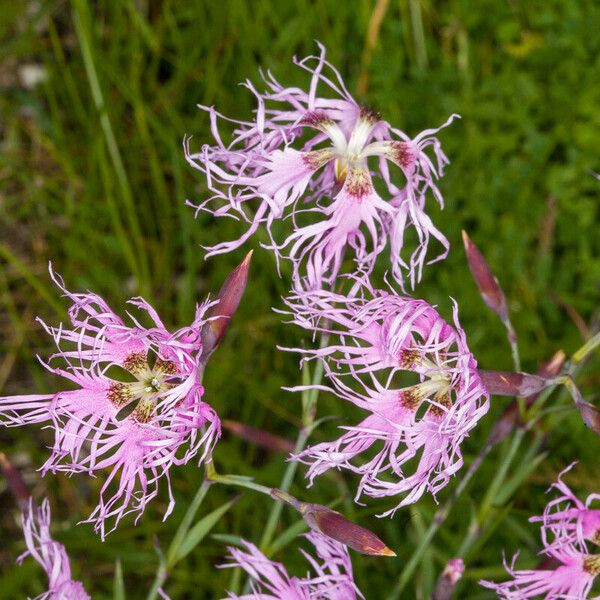 Dianthus superbus പുഷ്പം