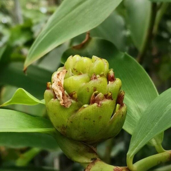 Costus dubius Fleur