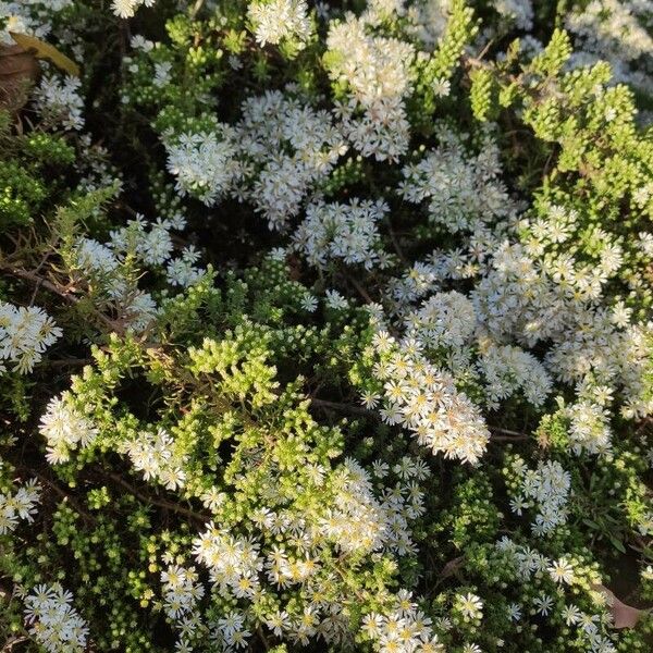 Symphyotrichum ericoides Habit