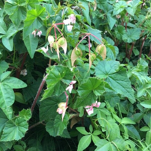 Begonia fischeri Habit