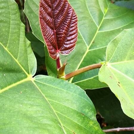 Ficus auriculata Φύλλο