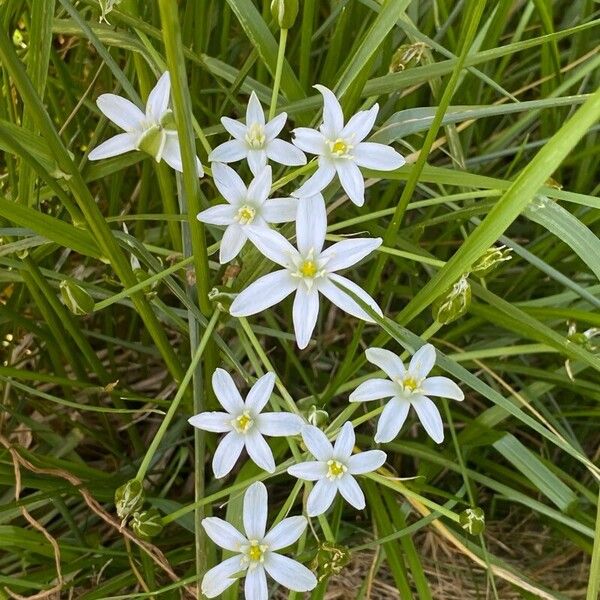 Ornithogalum divergens Λουλούδι