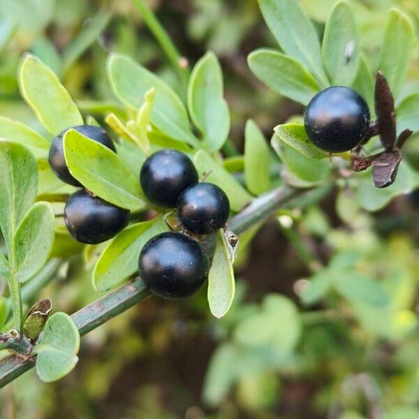 Chrysojasminum fruticans Frucht