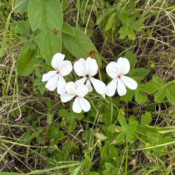 Pelargonium multibracteatum Blomst