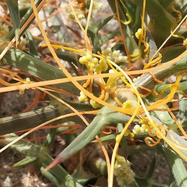 Cuscuta campestris Λουλούδι