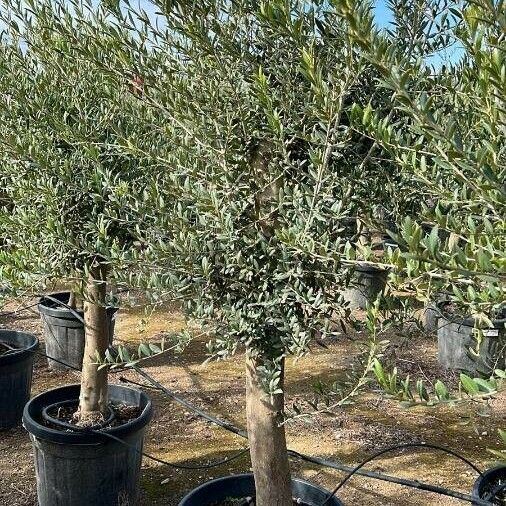 Olea europaea Ліст