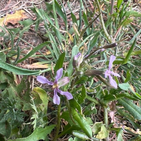 Chorispora tenella Fleur