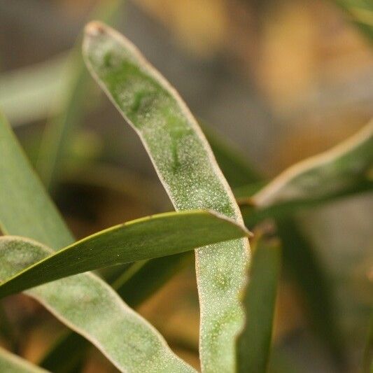 Acacia heterophylla Fruchs