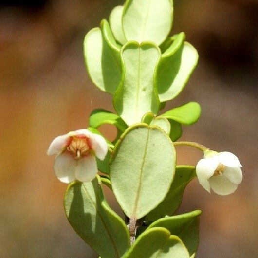 Uromyrtus emarginata Flower