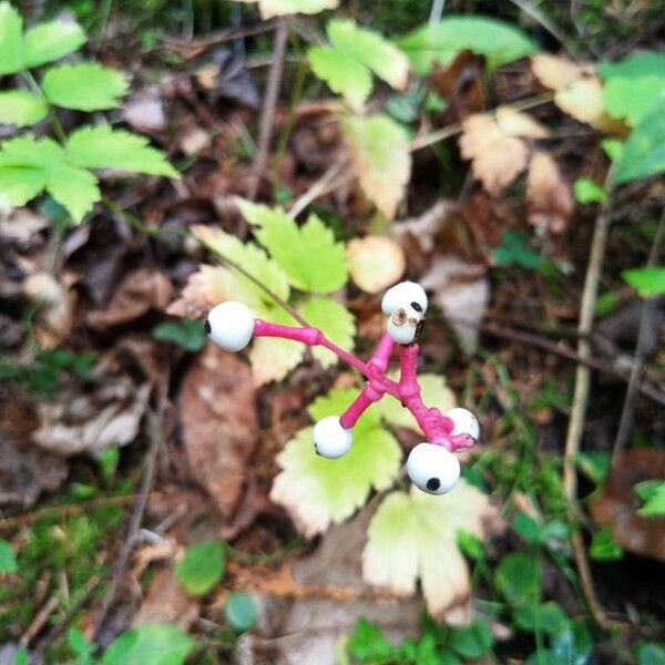 Actaea pachypoda 果實