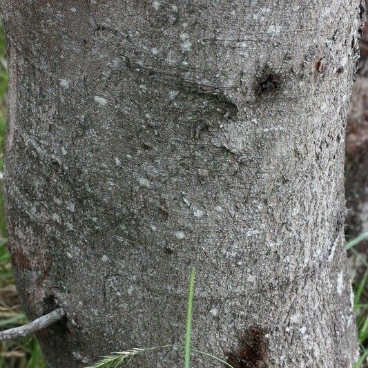 Acacia mearnsii Kéreg