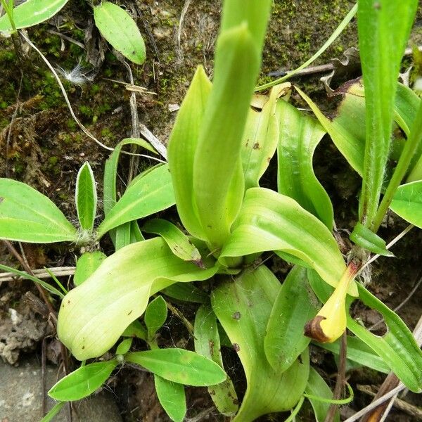 Orchis anthropophora Blad