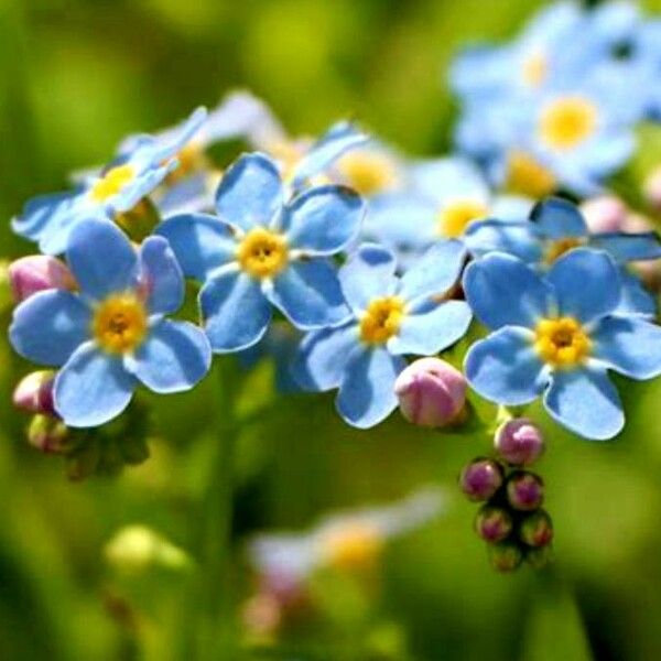 Myosotis scorpioides Blomma