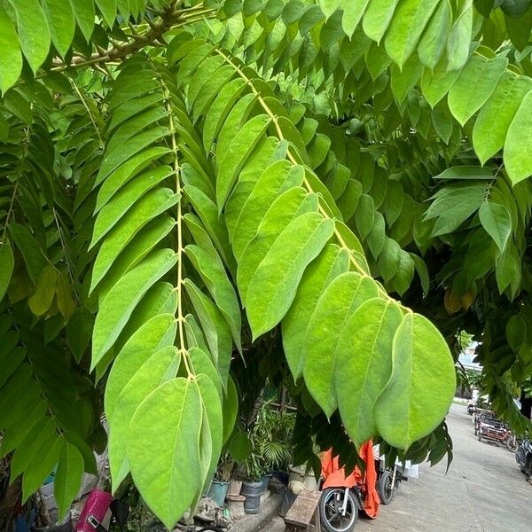 Imagem de referência para identificação da planta Biri-biri