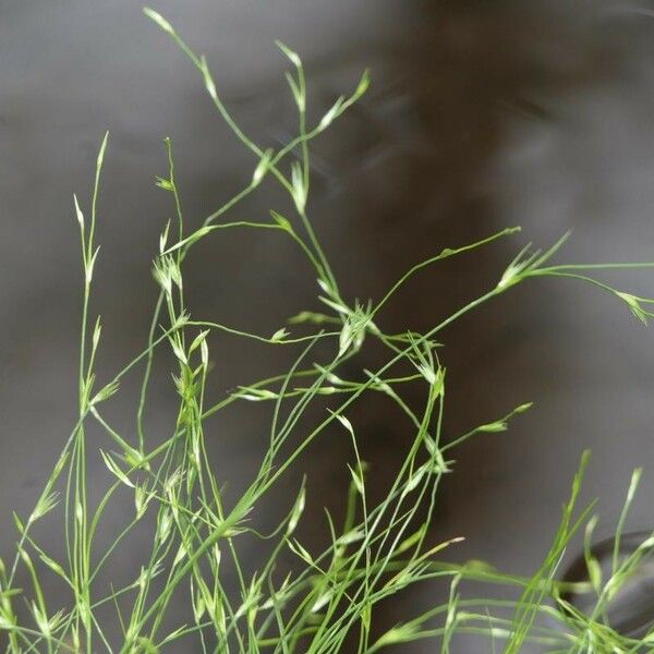 Juncus bufonius Plante entière