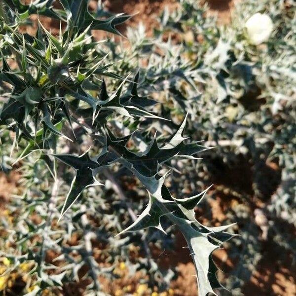 Argemone ochroleuca Yaprak