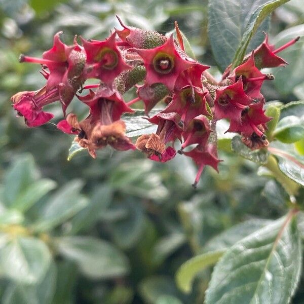 Escallonia rubra ഫലം