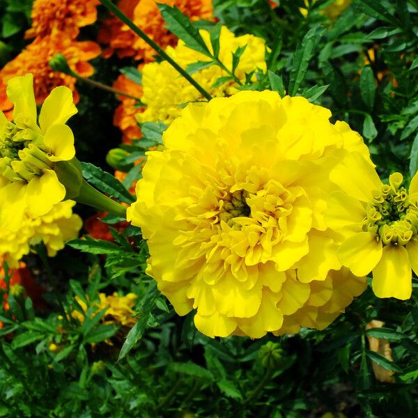 Tagetes erecta 花