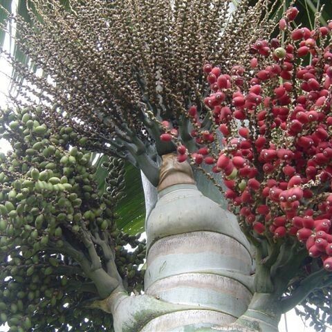 Chambeyronia oliviformis Costuma