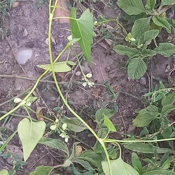 Fallopia convolvulus Flower