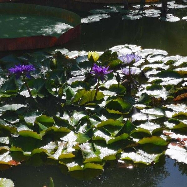 Nymphaea nouchali Flower