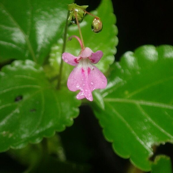 Impatiens filicornu 花