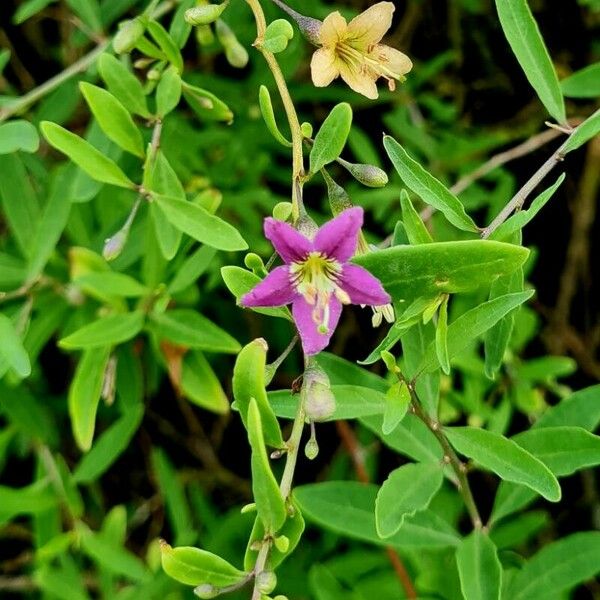 Lycium barbarum Flower