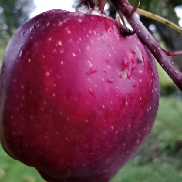 Malus domestica Plod