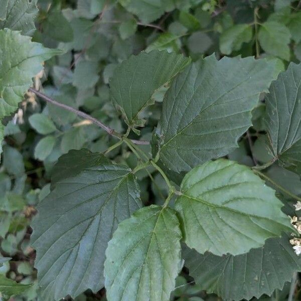 Viburnum dentatum Hoja