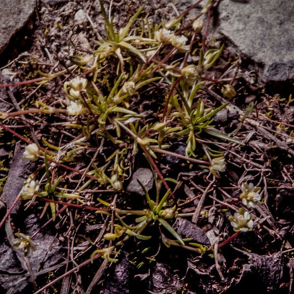 Sagina saginoides Blomma