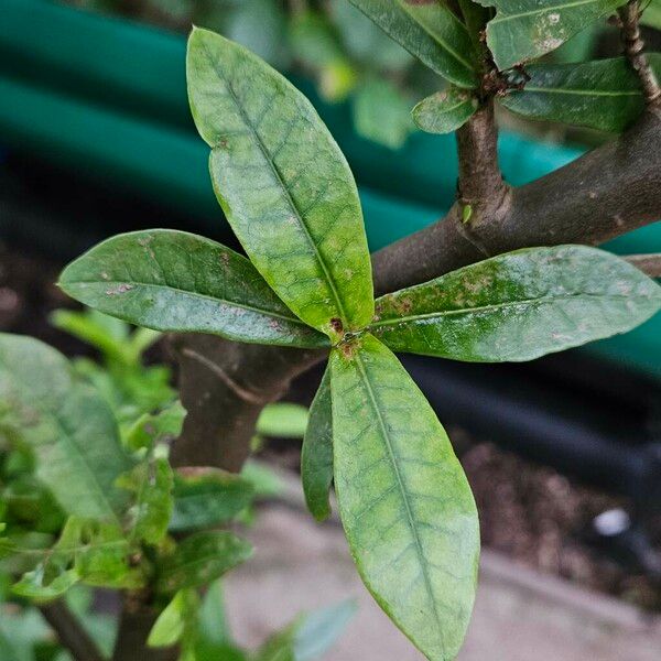 Ixora chinensis Yaprak