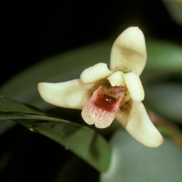 Maxillaria variabilis ᱵᱟᱦᱟ