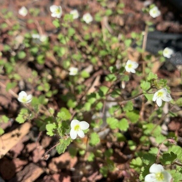 Veronica cymbalaria Lorea