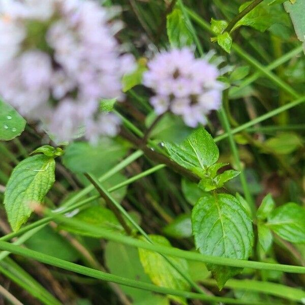 Mentha aquatica Blatt