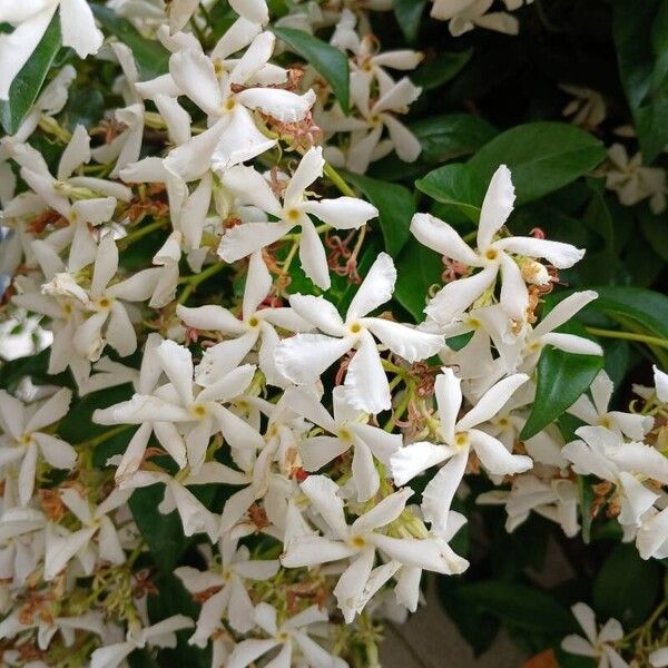 Trachelospermum jasminoides Bloem