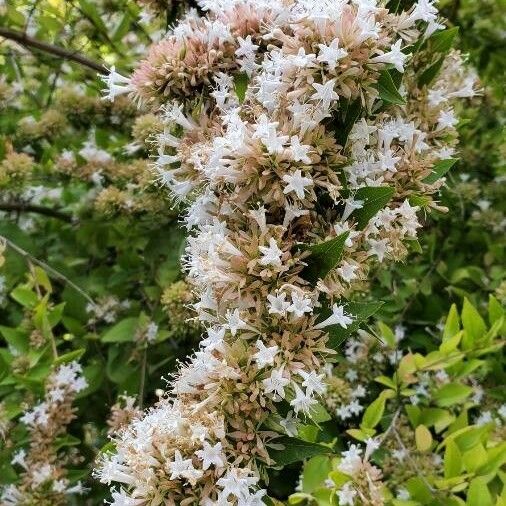 Abelia chinensis Blüte