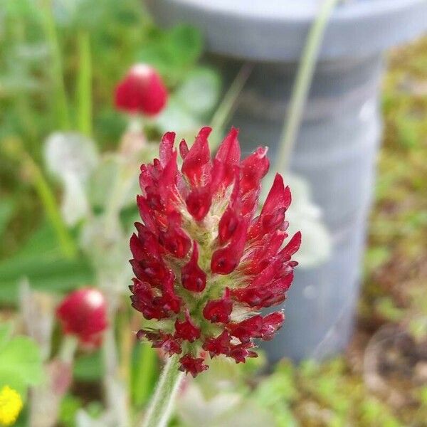Trifolium incarnatum Çiçek