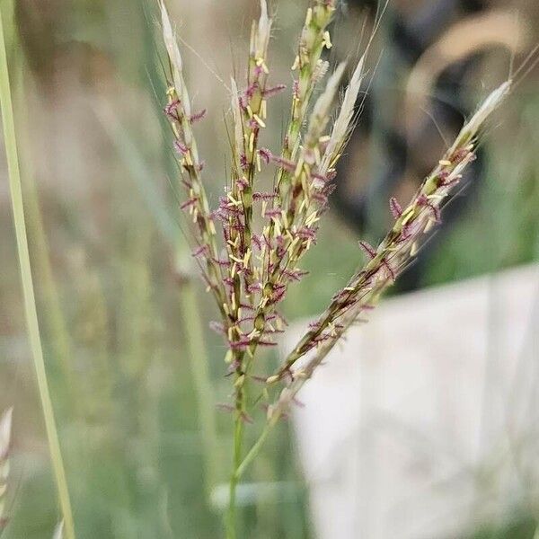 Bothriochloa ischaemum 花