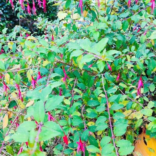 Fuchsia magellanica Blatt