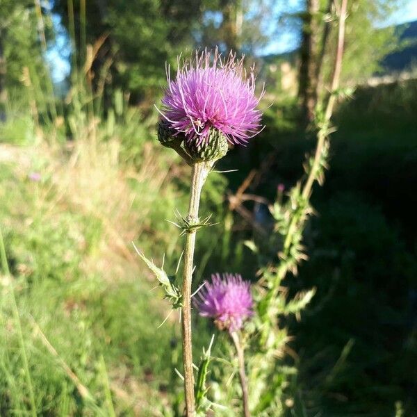 Cirsium pyrenaicum 花