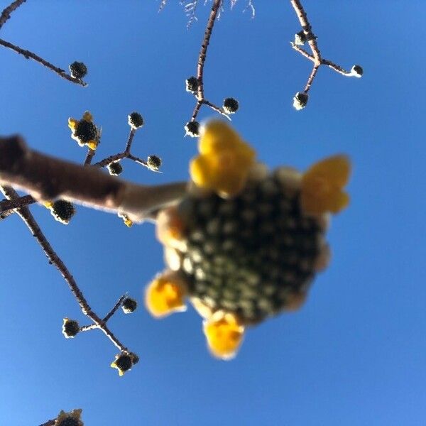 Edgeworthia tomentosa Flors