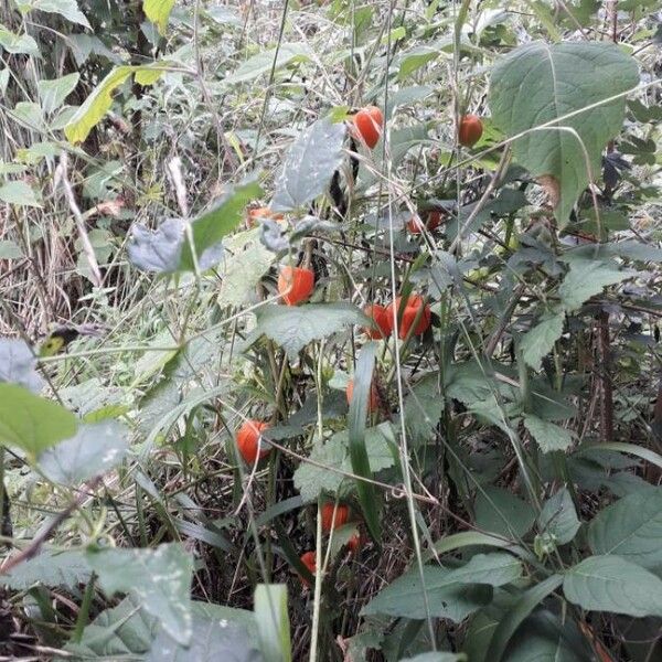 Alkekengi officinarum Habit