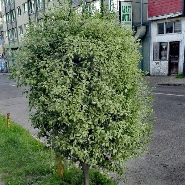 Pittosporum tenuifolium Habitus