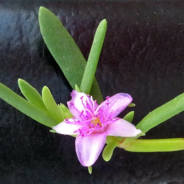 Sesuvium portulacastrum Flower