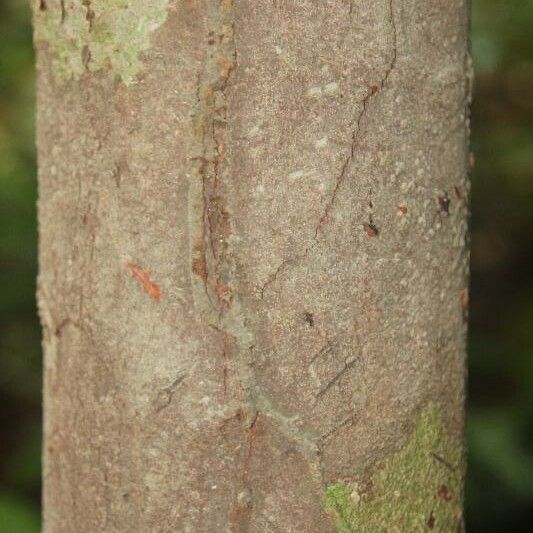 Iryanthera hostmannii Bark